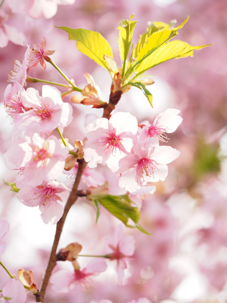 �_�ސ쌧��D�t�����[�Z���^�[�Ŗ��J�̉͒Í�