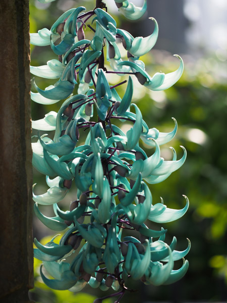 ��D�t�����[�Z���^�[�̈��|�I�ɔ������q�X�C�J�Y��