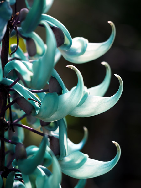 ��D�t�����[�Z���^�[�̈��|�I�ɔ������q�X�C�J�Y��