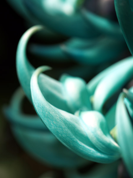 ��D�t�����[�Z���^�[�̈��|�I�ɔ������q�X�C�J�Y��