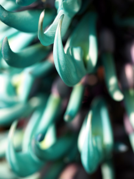 ��D�t�����[�Z���^�[�̈��|�I�ɔ������q�X�C�J�Y��