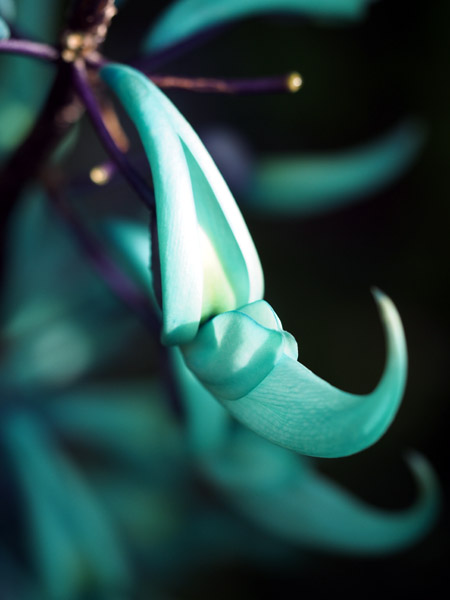 ��D�t�����[�Z���^�[�̈��|�I�ɔ������q�X�C�J�Y��