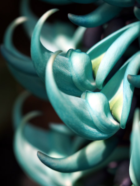 ��D�t�����[�Z���^�[�̈��|�I�ɔ������q�X�C�J�Y��