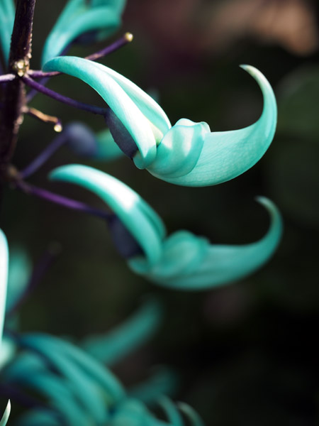 ��D�t�����[�Z���^�[�̈��|�I�ɔ������q�X�C�J�Y��