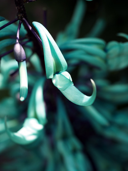 ��D�t�����[�Z���^�[�̈��|�I�ɔ������q�X�C�J�Y��