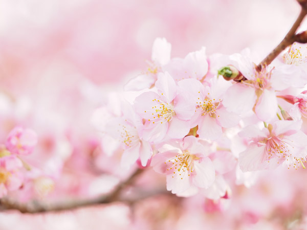 �_�ސ쌧��D�t�����[�Z���^�[�Ŗ��J�̉͒Í�