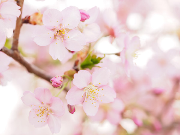 �_�ސ쌧��D�t�����[�Z���^�[�Ŗ��J�̉͒Í�