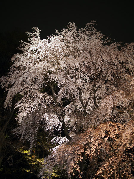 �����s��Z�`���̖�����C�g�A�b�v�Ƃ������