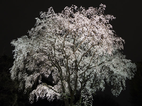 �����s��Z�`���̖�����C�g�A�b�v�Ƃ������