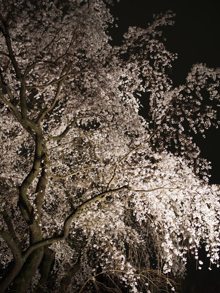 �����s��Z�`���̖�����C�g�A�b�v�Ƃ������