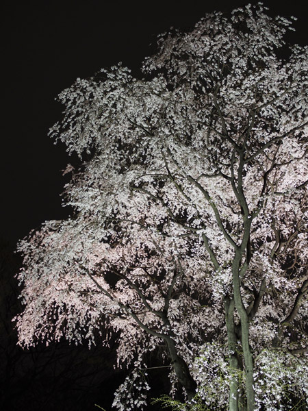 �����s��Z�`���̖�����C�g�A�b�v�Ƃ������