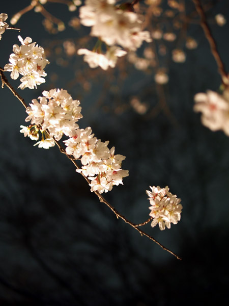 �����s��Z�`���̖�����C�g�A�b�v�Ƃ������