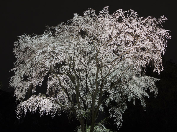 �����s��Z�`���̖�����C�g�A�b�v�Ƃ������