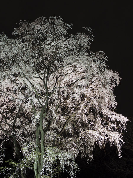 �����s��Z�`���̖�����C�g�A�b�v�Ƃ������