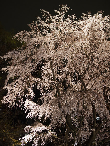 �����s��Z�`���̖�����C�g�A�b�v�Ƃ������