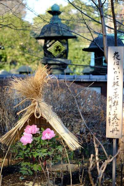 ��쓌�Ƌ{�ڂ��񉑂̓~�ڂ���