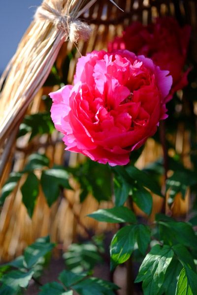 ��쓌�Ƌ{�ڂ��񉑂̓~�ڂ���