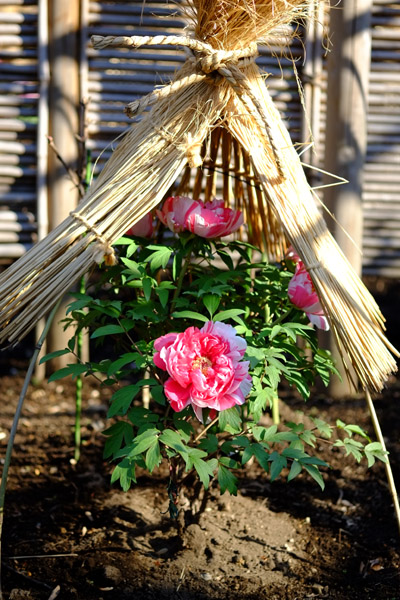 ��쓌�Ƌ{�ڂ��񉑂̓~�ڂ���