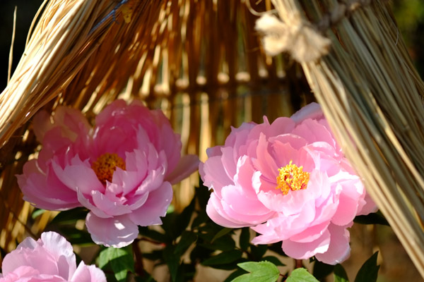 ��쓌�Ƌ{�ڂ��񉑂̓~�ڂ���