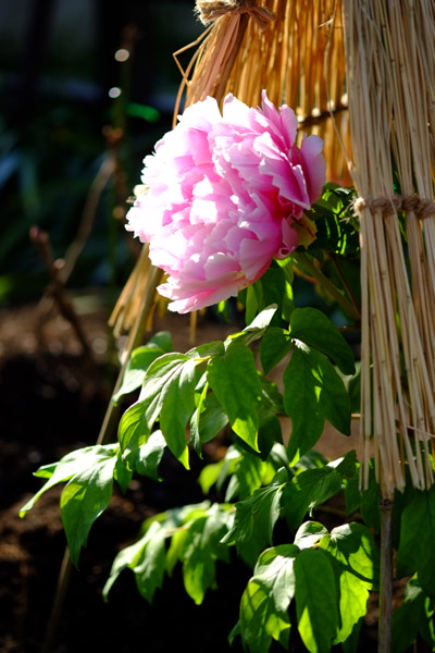 ��쓌�Ƌ{�ڂ��񉑂̓~�ڂ���