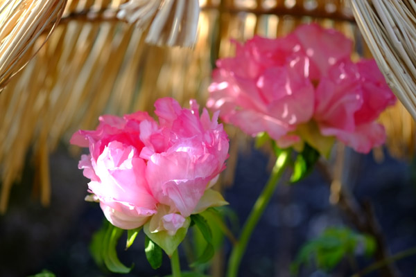 ��쓌�Ƌ{�ڂ��񉑂̓~�ڂ���