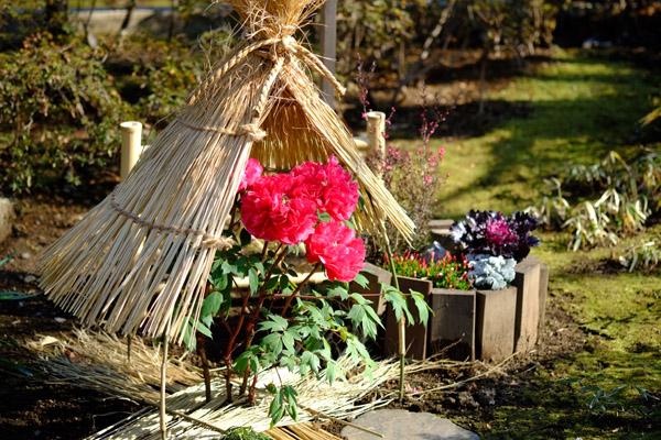 ��쓌�Ƌ{�ڂ��񉑂̓~�ڂ���