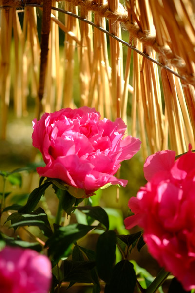 ��쓌�Ƌ{�ڂ��񉑂̓~�ڂ���