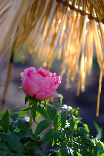 ��쓌�Ƌ{�ڂ��񉑂̓~�ڂ���