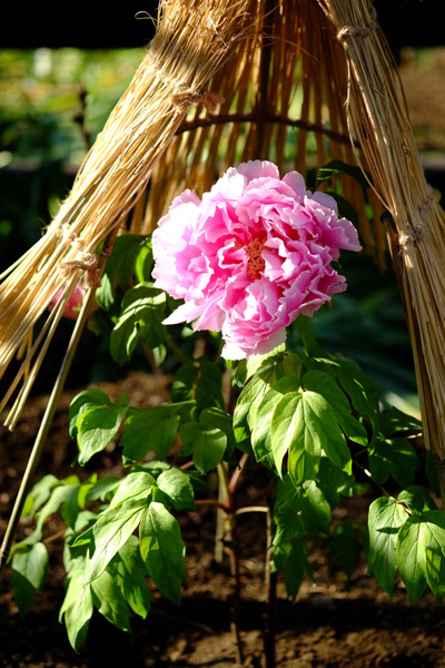 ��쓌�Ƌ{�ڂ��񉑂̓~�ڂ���