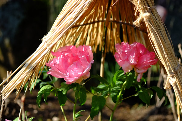 ��쓌�Ƌ{�ڂ��񉑂̓~�ڂ���