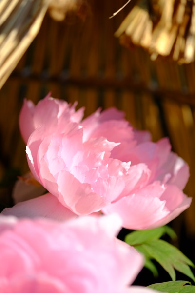 ��쓌�Ƌ{�ڂ��񉑂̓~�ڂ���