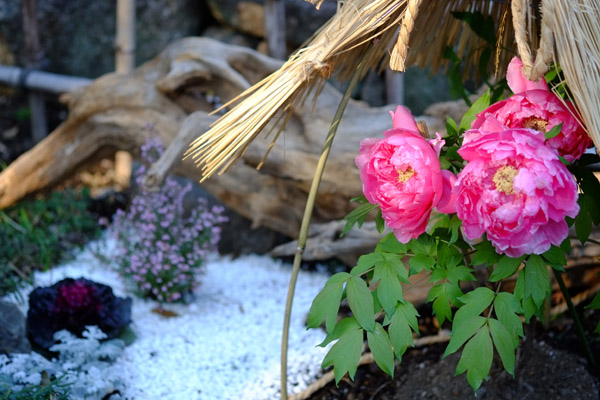 ��쓌�Ƌ{�ڂ��񉑂̓~�ڂ���