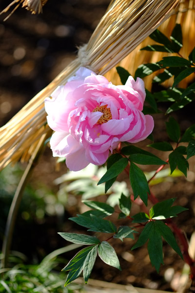 ��쓌�Ƌ{�ڂ��񉑂̓~�ڂ���