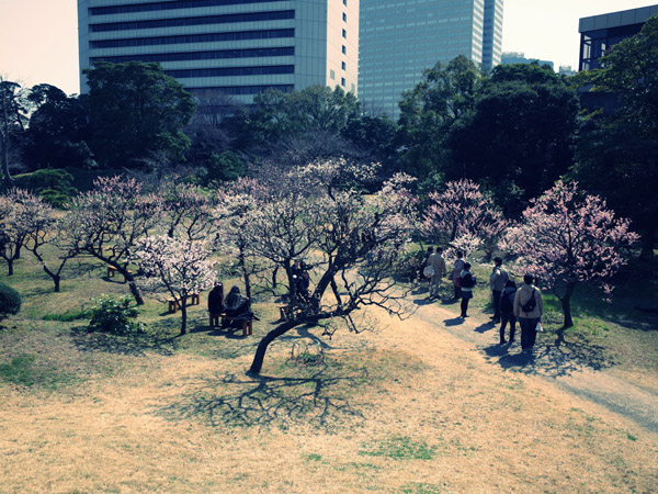 ���ŗ��{�����뉀�̔~���̕��i