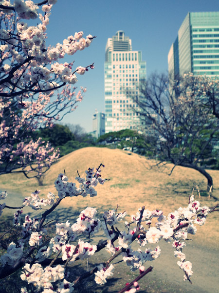 ���ŗ��{�����뉀�̔~���̕��i