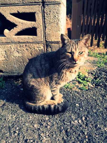 �����̓����̖�ǔL�̃|�[�g���[�g