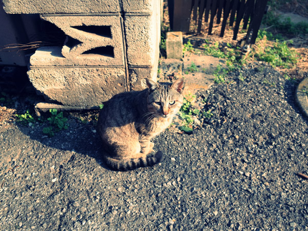 �����̓����̖�ǔL�̃|�[�g���[�g