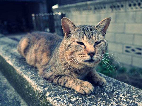 �����̃X�t�B���N�X��ǔL