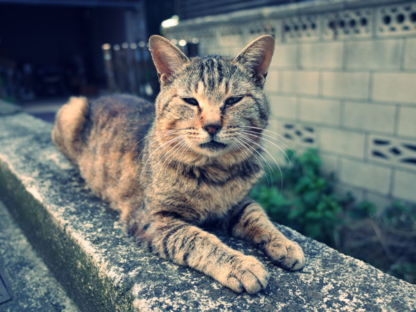 �����̃X�t�B���N�X��ǔL