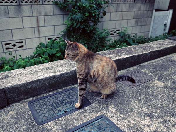 �ҏ��̓����ŗ[���݂������ǔL�̕��i