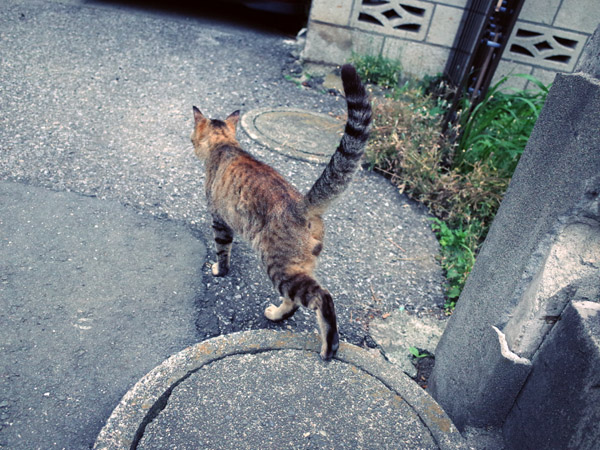 �ҏ��̓����ŗ[���݂������ǔL�̕��i