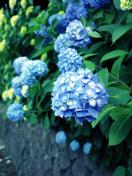 �����s���q�̔򒹎R�̃A�W�T�C�̉�