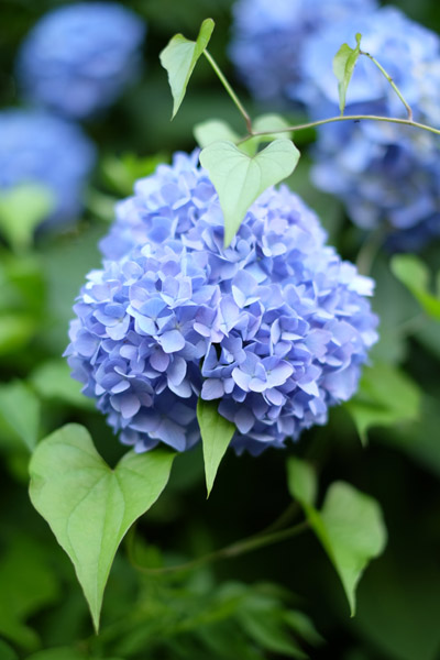 �����s���q�̔򒹎R�̃A�W�T�C�̉�