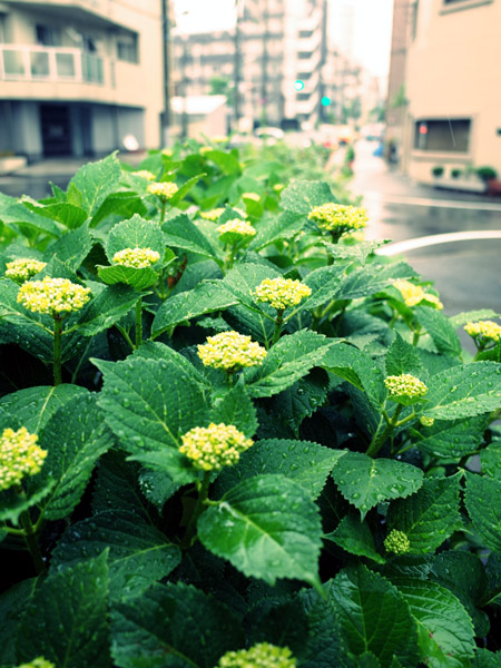 �����̃A�W�T�C���Q