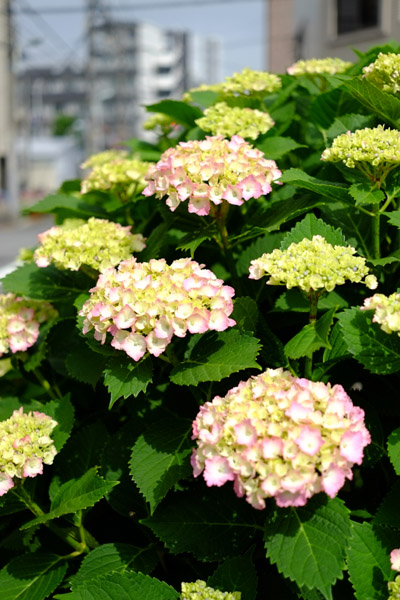 �����ō炫�����A�W�T�C�̉ԒB