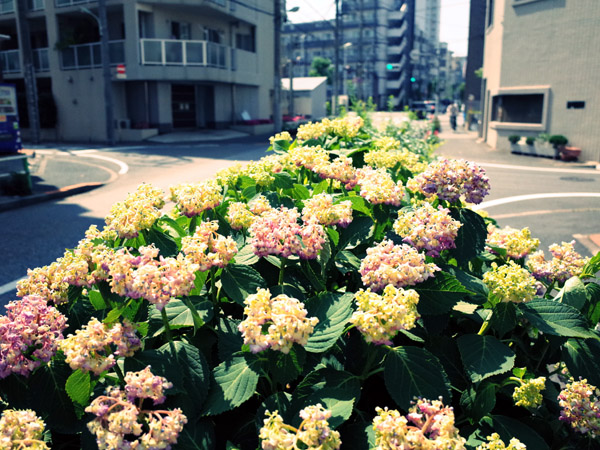 �ҏ��ňނ�Ă��܂����A�W�T�C�̉�