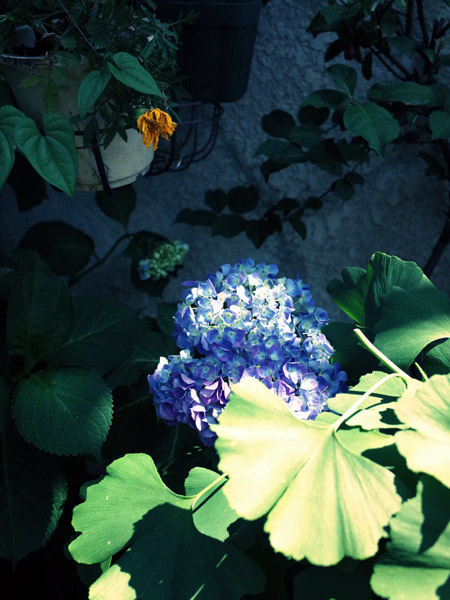 ���A�ŐÂ��ɍ炭�A�W�T�C�̕��i