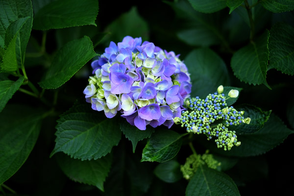 �������q�򒹎R�̃A�W�T�C�̉�