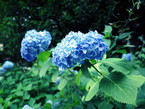 �����s���q�̔򒹎R�̃A�W�T�C�̉�