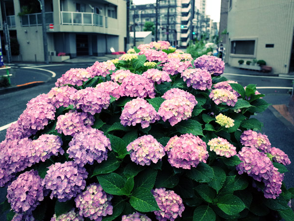 �����ō炫�����A�W�T�C�̉ԒB